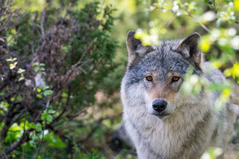 Ahuuu: mit dem NABU Wölfe erforschen